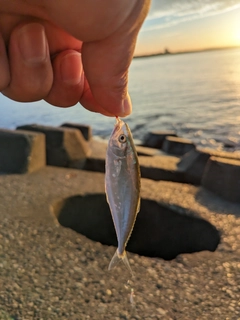 イケカツオの釣果