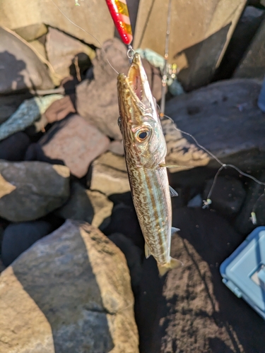 カマスの釣果