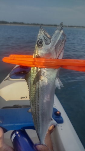 サゴシの釣果