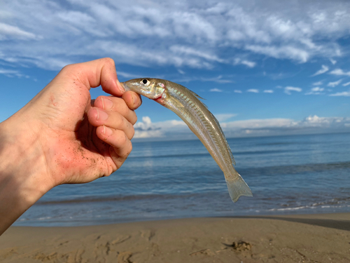 キスの釣果