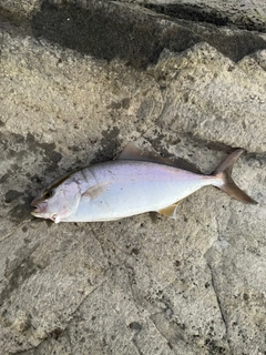 ショゴの釣果