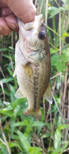 ブラックバスの釣果