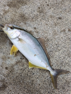 ショゴの釣果