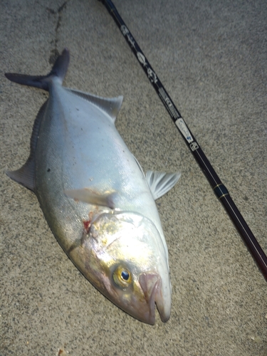 ショゴの釣果