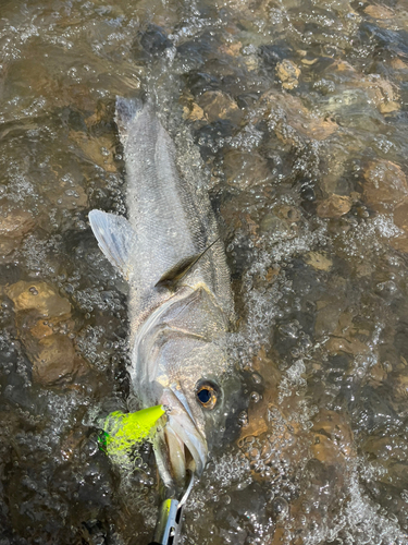 スズキの釣果