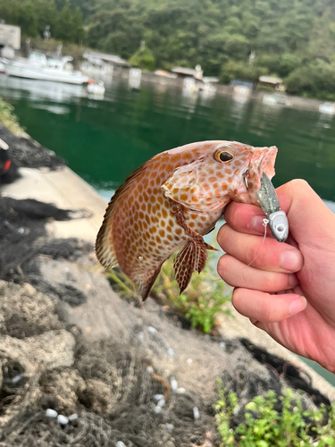 オオモンハタの釣果