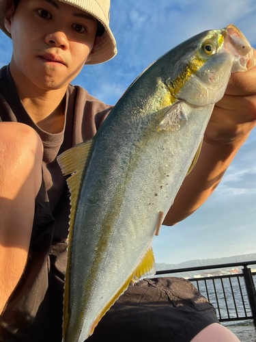 ハマチの釣果