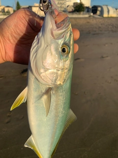 ワカシの釣果