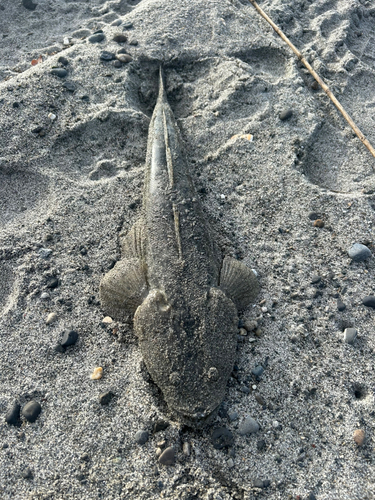 マゴチの釣果