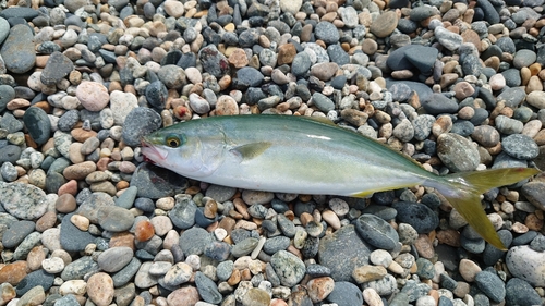 ツバイソの釣果