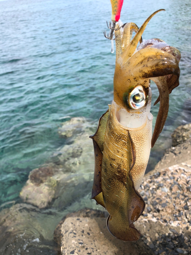 アオリイカの釣果