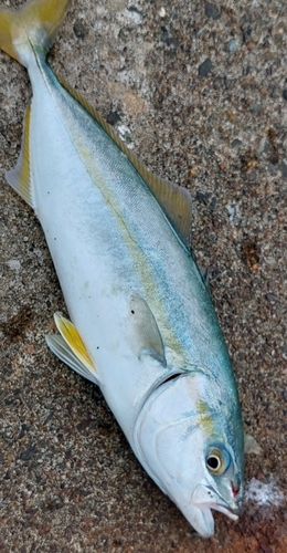 ワカシの釣果