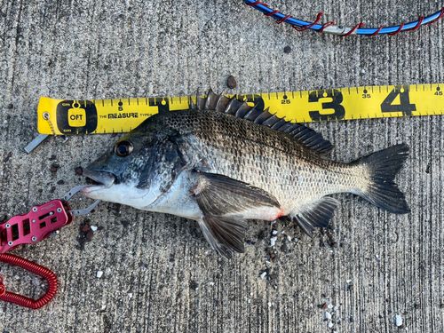 チヌの釣果