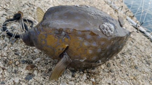 サゴシの釣果