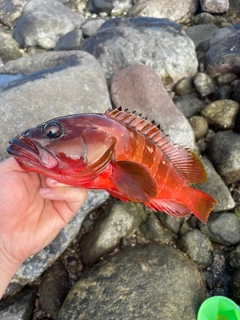 アカハタの釣果