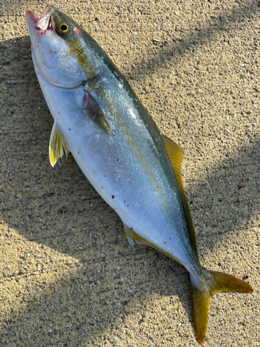 ツバスの釣果