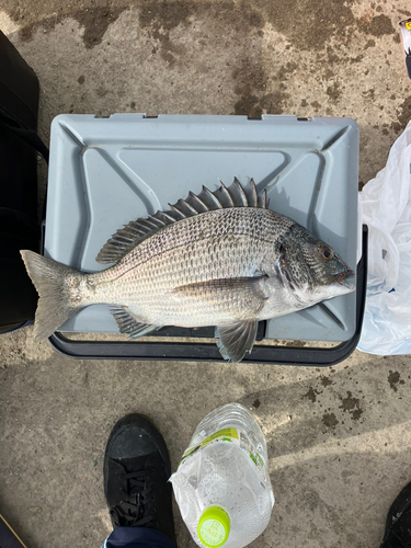 ソウダガツオの釣果