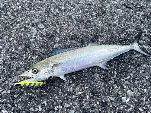 サゴシの釣果