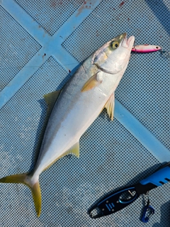 ヒラマサの釣果