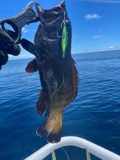 アオノメハタの釣果