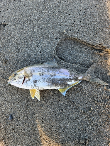 ショゴの釣果