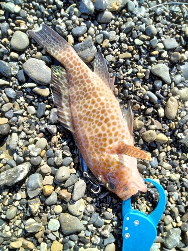 オオモンハタの釣果