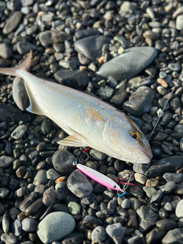 ショゴの釣果