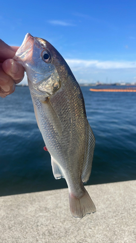 イシモチの釣果