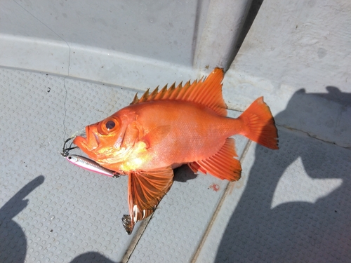 チカメキントキの釣果