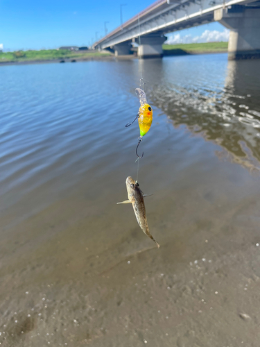 マハゼの釣果