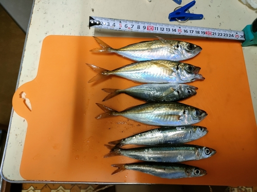 アジの釣果