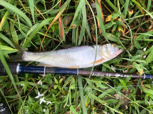 ハスの釣果