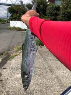 サワラの釣果