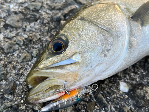 スズキの釣果