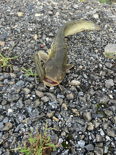 ナマズの釣果