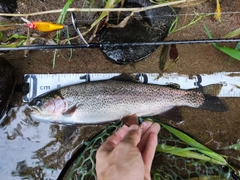 ニジマスの釣果