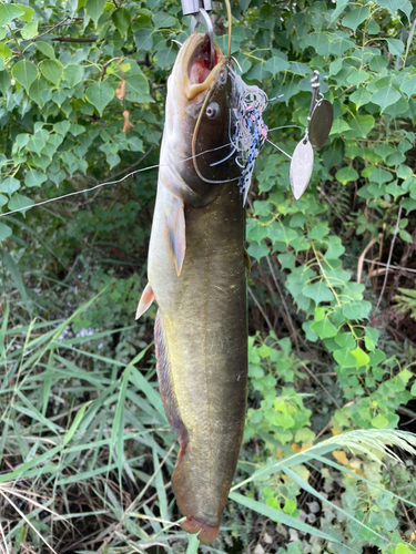 ナマズの釣果