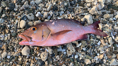 バラフエダイの釣果