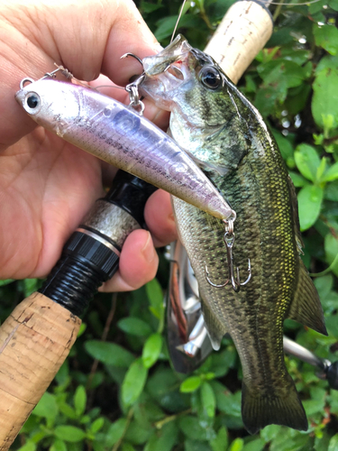 ブラックバスの釣果