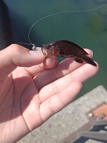 オオモンハタの釣果