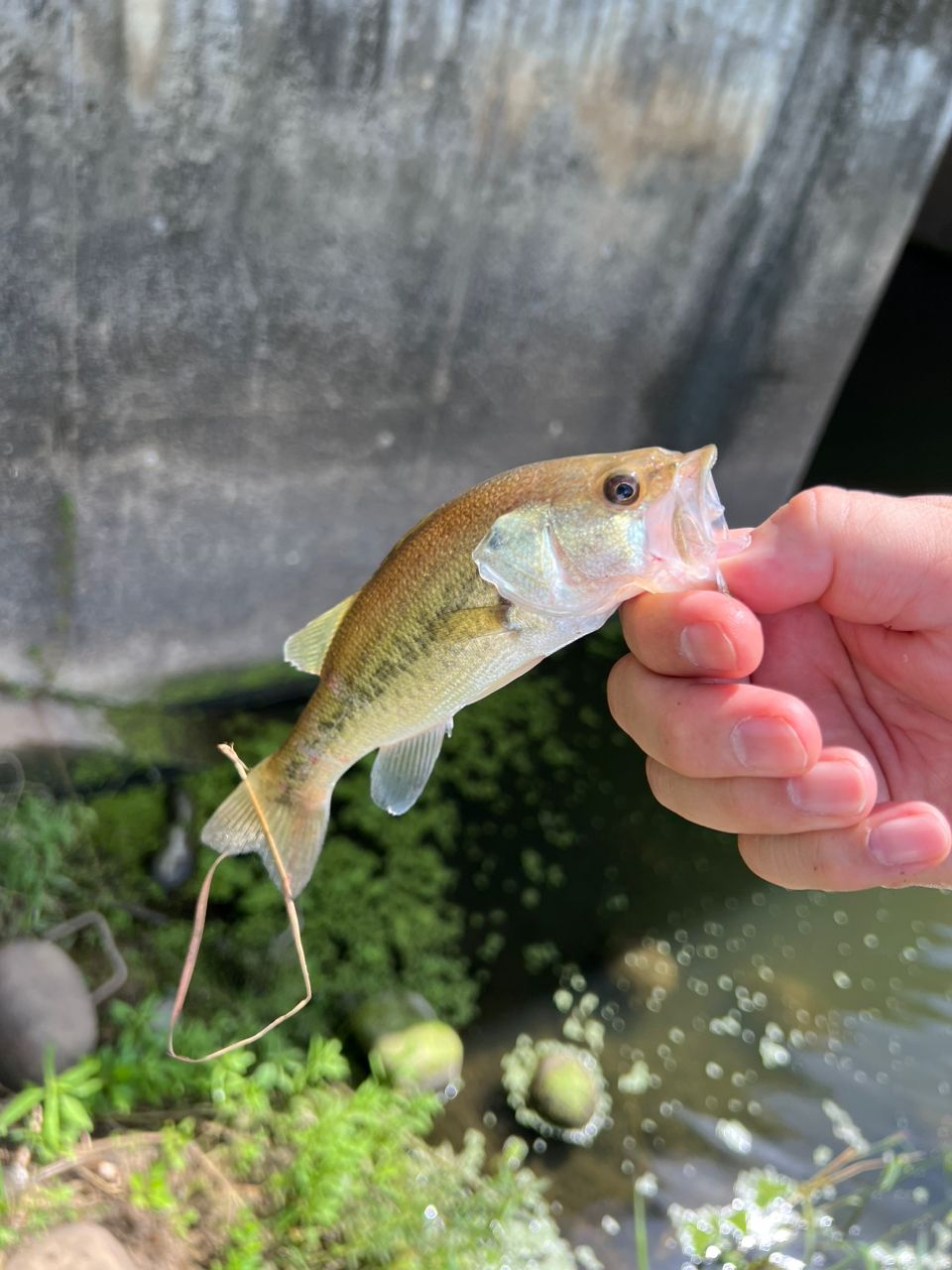 ラージマウスバス