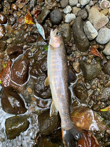 イワナの釣果