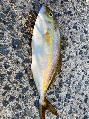 ショゴの釣果