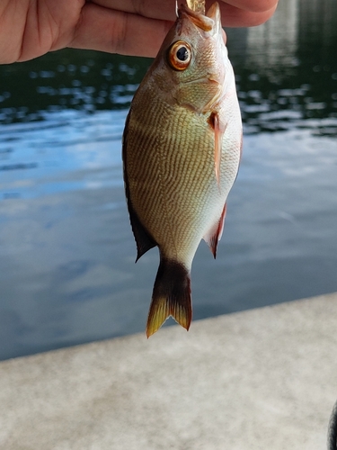 ヒメフエダイの釣果