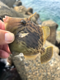 カワハギの釣果