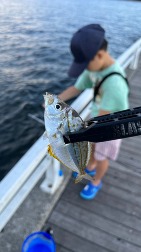 ヒイラギの釣果