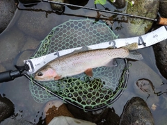 ニジマスの釣果