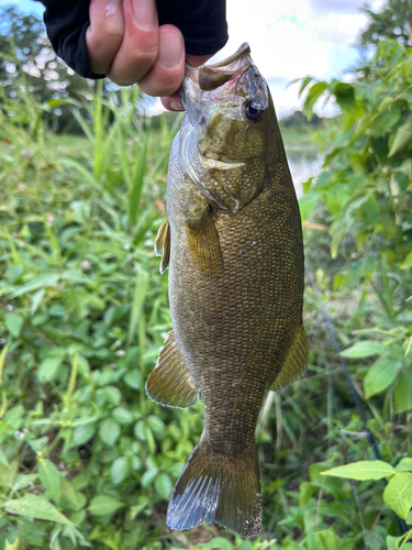 スモールマウスバスの釣果