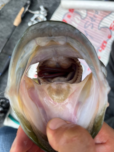 ブラックバスの釣果