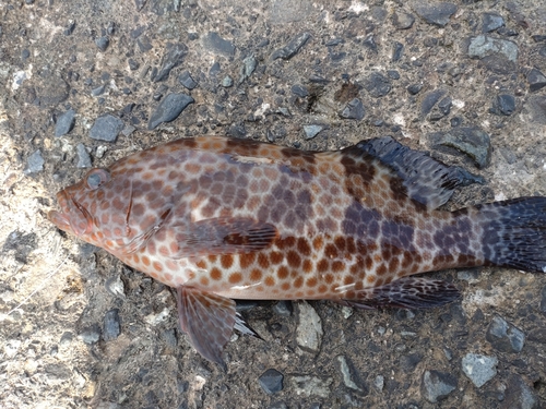 オオモンハタの釣果